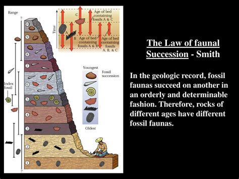 william smith faunal succession.